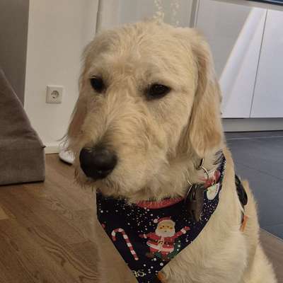 Hundetreffen-Junghund (13 Monate) sucht Spielpartner-Bild