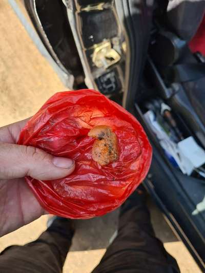 Giftköder-Vorsicht vielleicht Giftköder aus Lachs-Bild