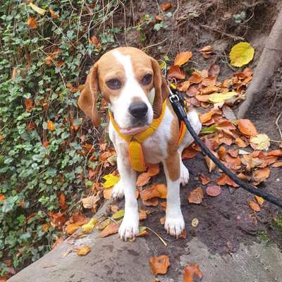 Hundetreffen-Beagle-Treffen in Harburg-Bild