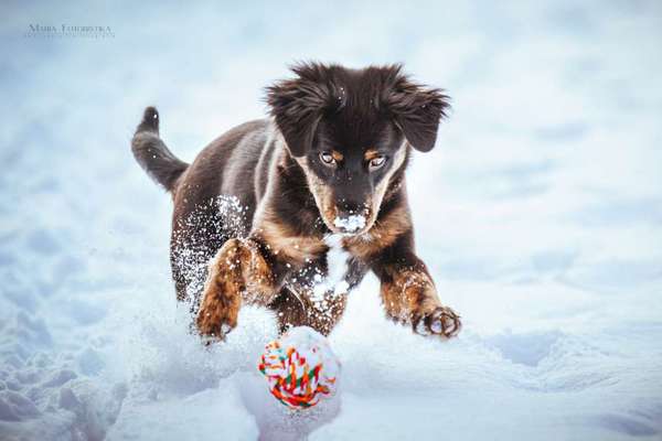 Postet das beste Foto von euren 4 beinern-Beitrag-Bild