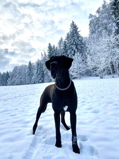 Die Dogorama Kalender Challenge Titelbild-Beitrag-Bild