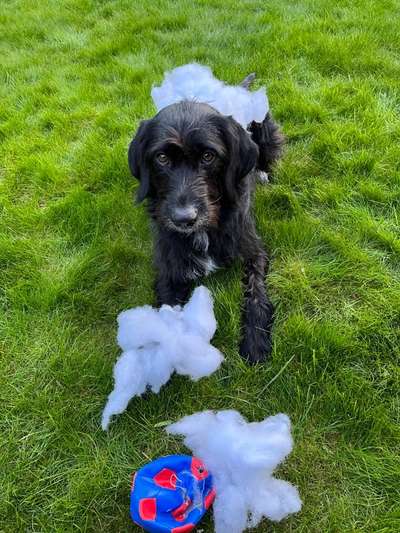 Dogorama Foto Challenge - Erwischt-Beitrag-Bild