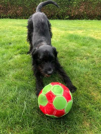 Zeige deinen Schatz mit seinem Lieblingsspielzeug.-Beitrag-Bild