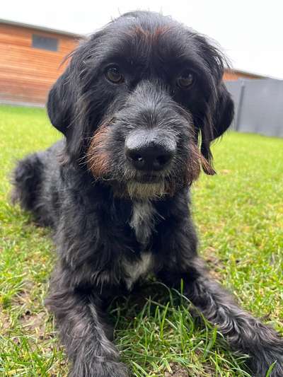 Mischlingshunde Foto Aufruf-Beitrag-Bild