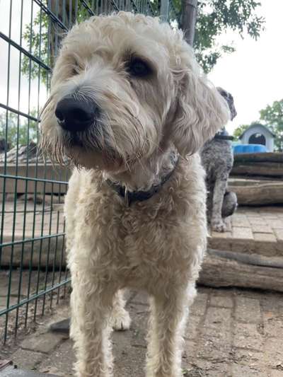 Unsere Fellnasen-Vielfalt im Überblick!-Beitrag-Bild