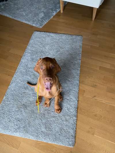 Welpen Bilder !-Beitrag-Bild