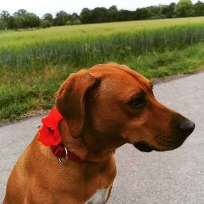 Rhodesian Ridgeback-Beitrag-Bild
