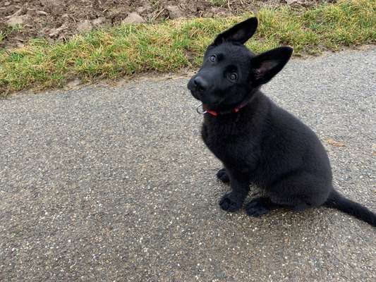 Dogorama Photo Challenge - Hundeblick zum hinschmelzen-Beitrag-Bild