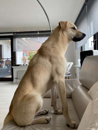 Kangal Fans ! ! ! !-Beitrag-Bild