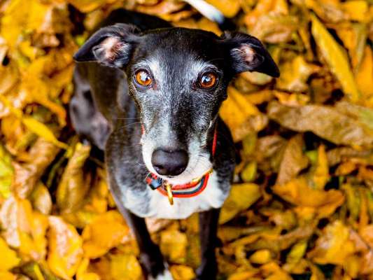 Herbst-Beitrag-Bild