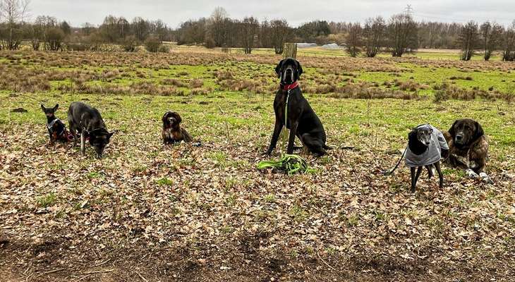 Windhunde - Treffen der besonderen Schönheiten
HERZLICH WILLKOMMEN-Beitrag-Bild