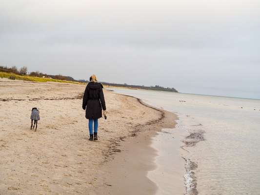 Windhunde - Treffen der besonderen Schönheiten
HERZLICH WILLKOMMEN-Beitrag-Bild
