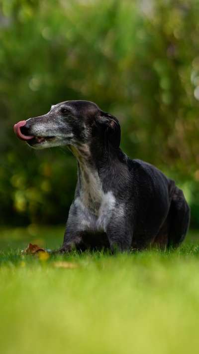 Hundetreffen-Foto-Walk-Bild