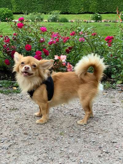 Die Dogorama Monats Challenge "Es grünt und blüht"-Beitrag-Bild