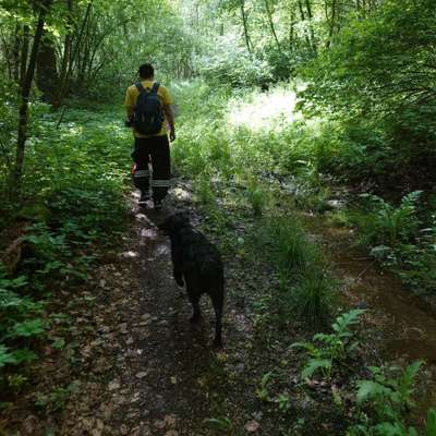 Hundetreffen-Gassirunde in Günzburg-Bild
