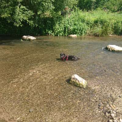 Hundeauslaufgebiet-Trimm-dich-Pfad-Bild