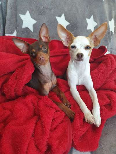 Prager Rattler-Beitrag-Bild