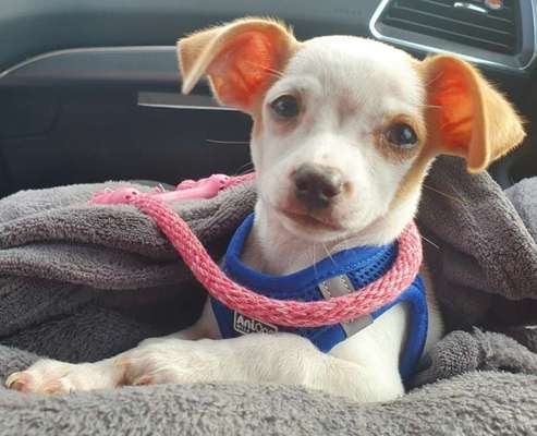 Welpen Bilder !-Beitrag-Bild