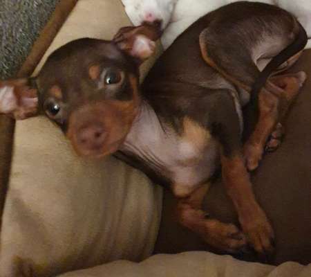 Welpen Bilder !-Beitrag-Bild