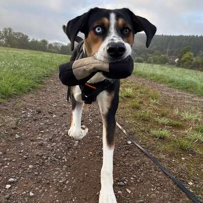 Hundetreffen-Hundekumpel gesucht-Bild