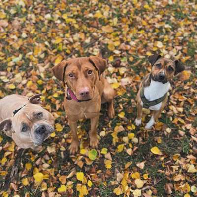 Hundetreffen-Gemeinsame Spaziergänge und Training in Penig und Umgebung-Bild