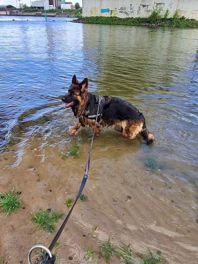 Dogorama-Monats-Challenge-Mai "Wasser"-Beitrag-Bild