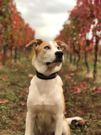 Die Dogorama Kalender Challenge Teil 1/4-Beitrag-Bild