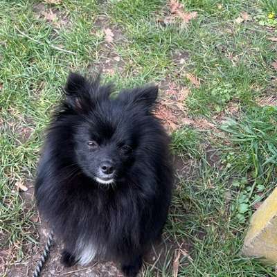 Hundetreffen-Sicherer Hund für Hundebegegung gesucht-Bild