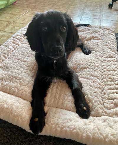 Trickdogging-Beitrag-Bild