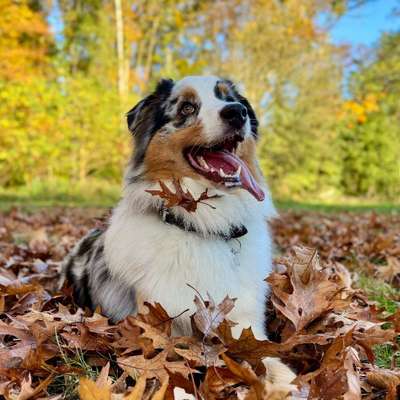Hundetreffen-Spielen und Gassirunden-Bild
