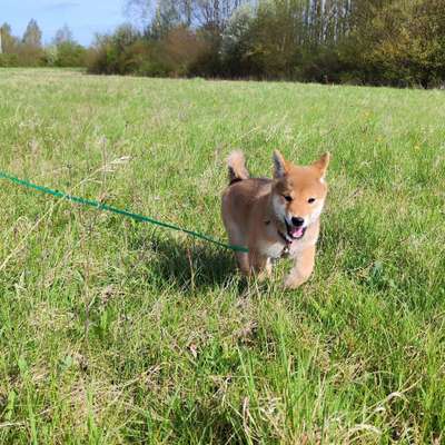 Hundetreffen-Welpen- und Junghundtreffen-Bild