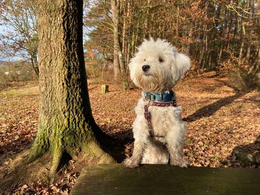 Foto -Challenge  Thema : Dein Hund Im Wald-Beitrag-Bild