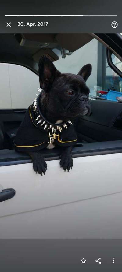 Zeigt her eure Frenchi-Beitrag-Bild