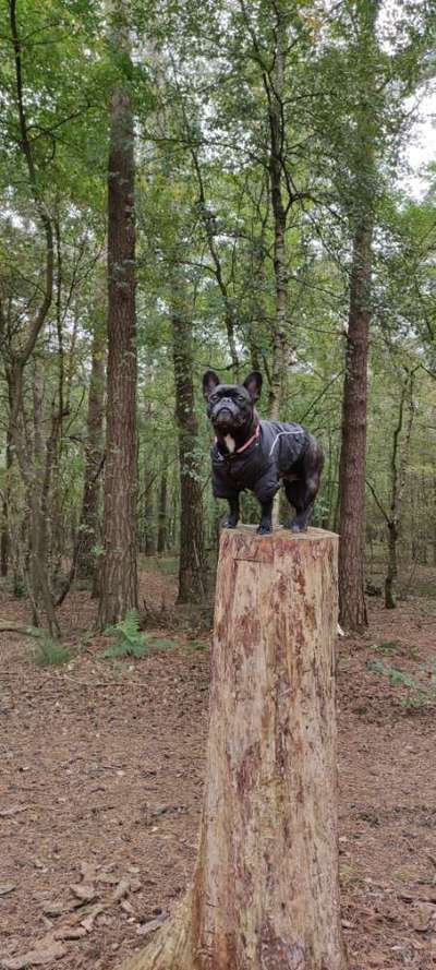 Französische Bulldoggen-Beitrag-Bild