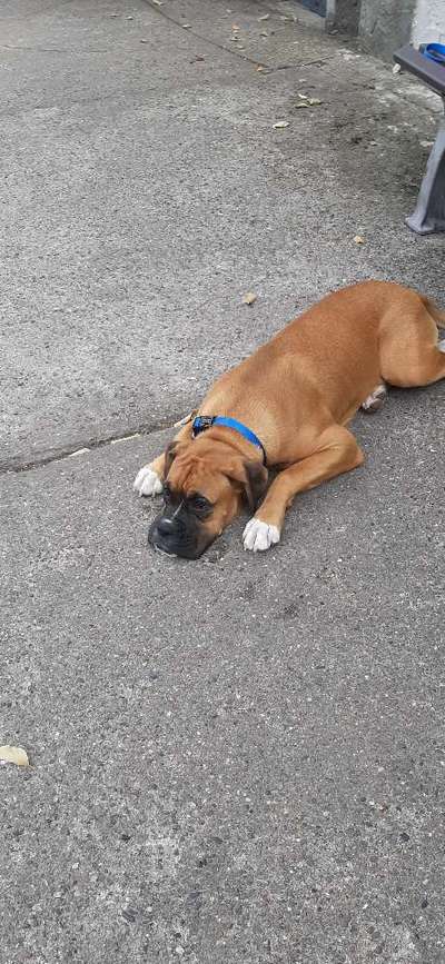 Deutsche Boxer-Beitrag-Bild