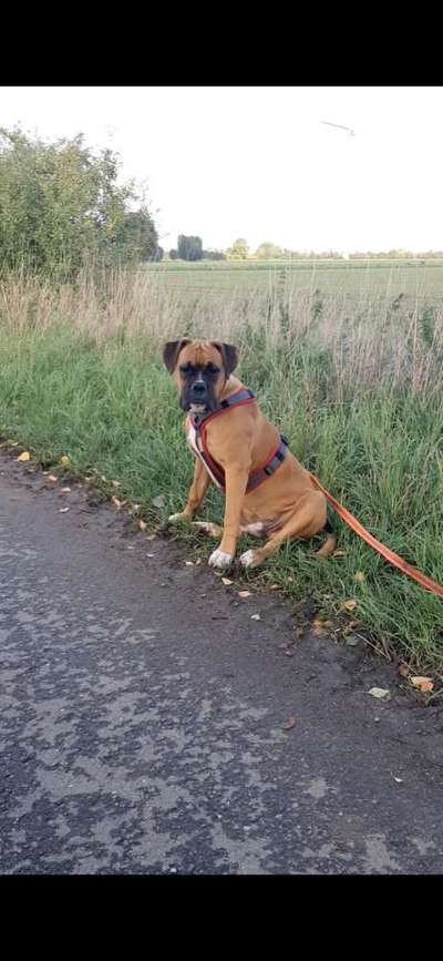 Deutsche Boxer-Beitrag-Bild