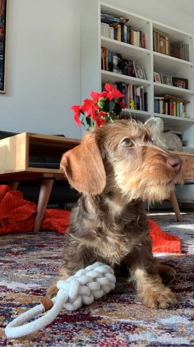 Welpen Bilder !-Beitrag-Bild