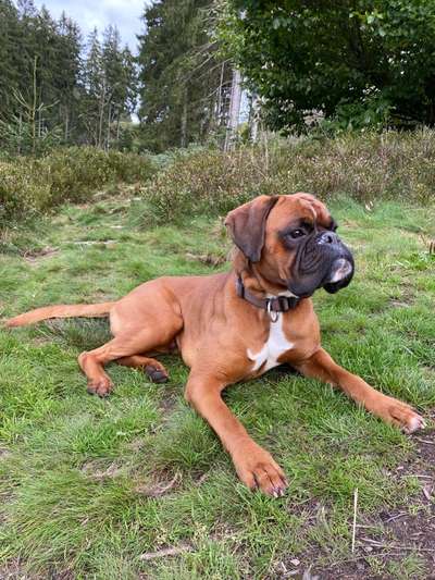 Deutsche Boxer-Beitrag-Bild