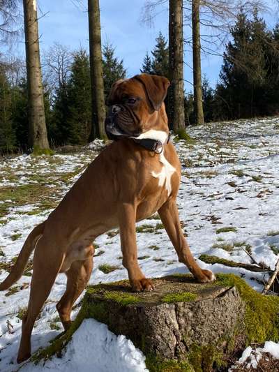 Deutsche Boxer-Beitrag-Bild