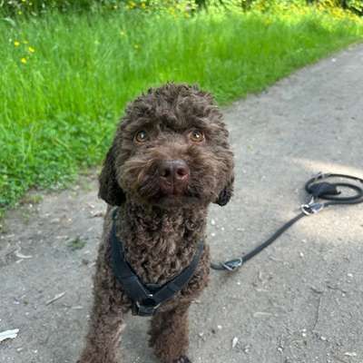 Hundetreffen-Hunde zum austoben gesucht-Bild