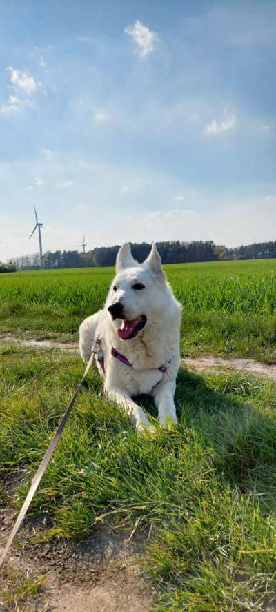 Weiße Schweizer Schäferhunde-Beitrag-Bild