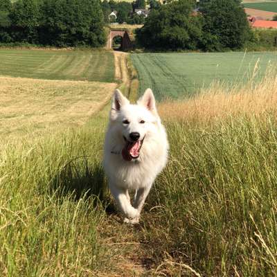 Hundetreffen-Gassi- und Spielkameraden gesucht-Bild