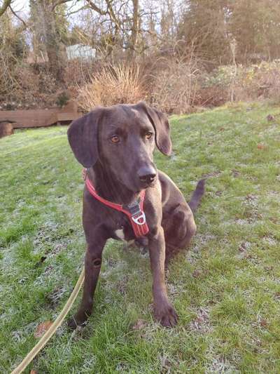 Labradorfans-Beitrag-Bild