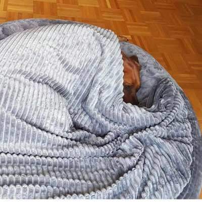 Rhodesian Ridgeback-Beitrag-Bild