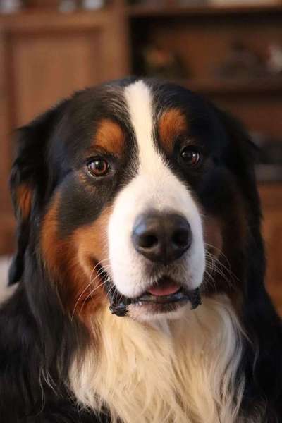 Berner Sennen-Beitrag-Bild