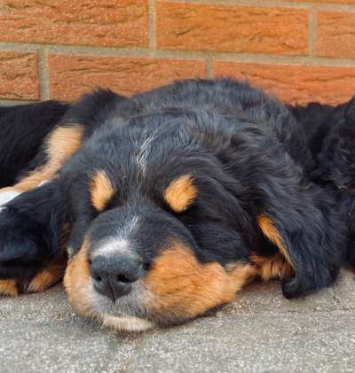 Welpen Bilder !-Beitrag-Bild