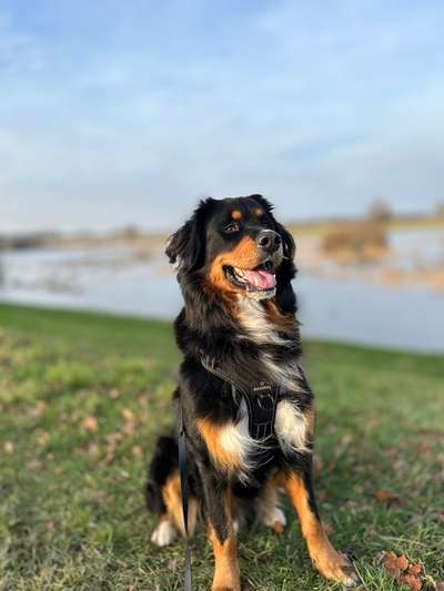 Berner Sennen-Beitrag-Bild