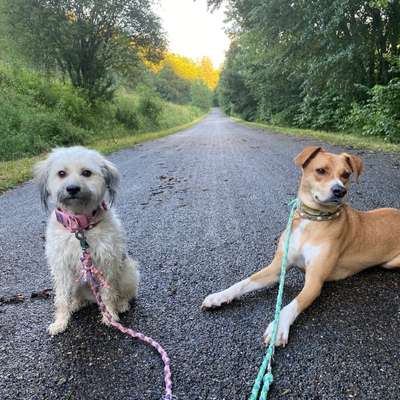 Hundetreffen-Schöner Spaziergang oder ausgiebige Spielrunde:)-Bild