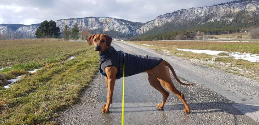 Rhodesian Ridgeback-Beitrag-Bild
