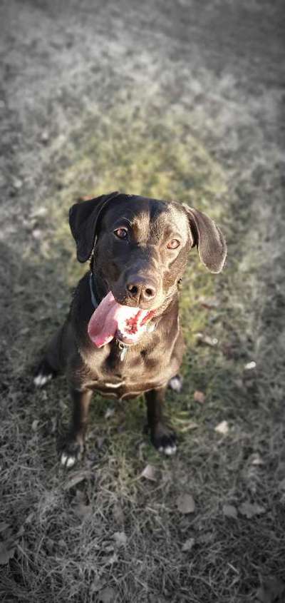 Labradorfans-Beitrag-Bild